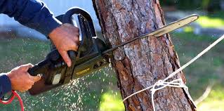 Pest Control for Lawns in Pixley, CA