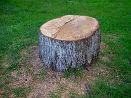 Best Root Management and Removal  in Pixley, CA