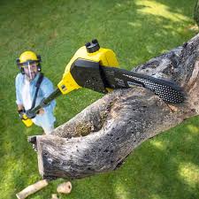 Best Fruit Tree Pruning  in Pixley, CA