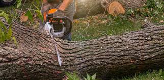 Pixley, CA Tree Care Company