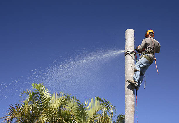 Tree and Shrub Care in Pixley, CA