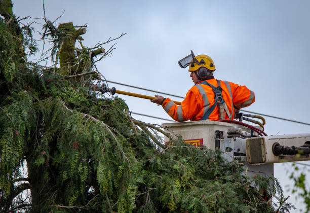 Best Leaf Removal  in Pixley, CA