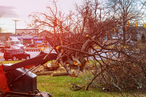  Pixley, CA Tree Care Pros