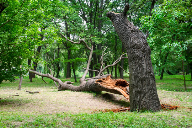 Best Emergency Tree Removal  in Pixley, CA