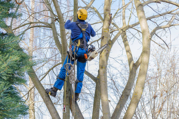 Best Tree Removal  in Pixley, CA