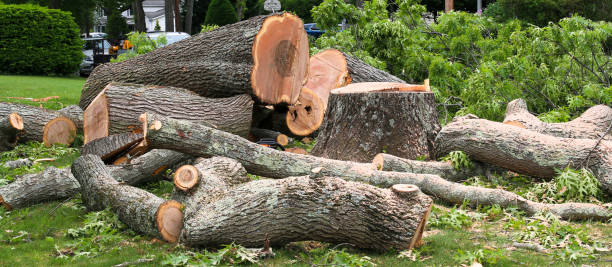 Reliable Pixley, CA Tree Care Solutions