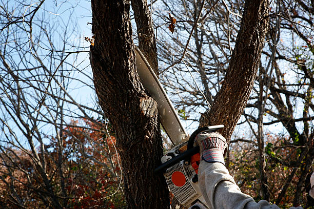How Our Tree Care Process Works  in  Pixley, CA