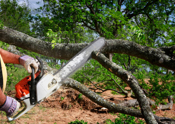 Best Tree Cabling and Bracing  in Pixley, CA
